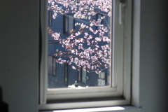 窓際の春