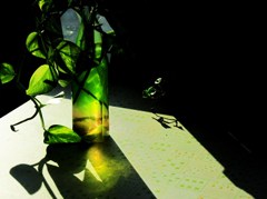 窓辺の緑