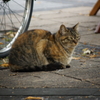 ストリート・猫