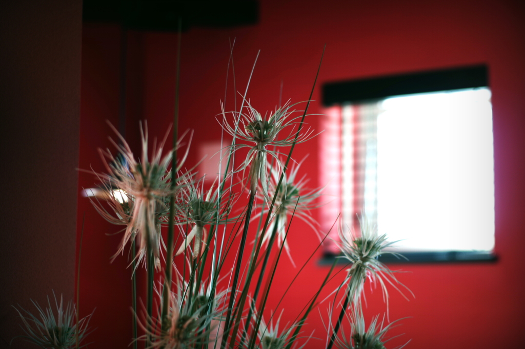 afternoon red