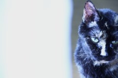 猫*