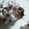 風のおとしもの