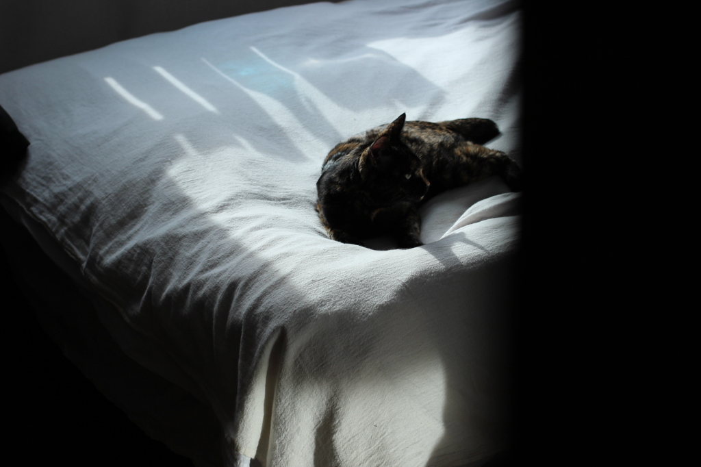 猫のいた時間