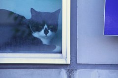 blue square