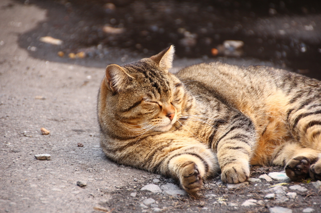 まどろみ・猫