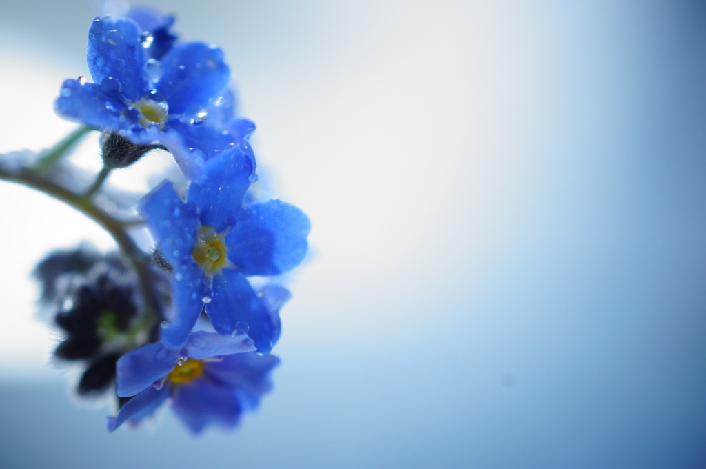 forget-me-not*