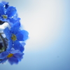 forget-me-not*