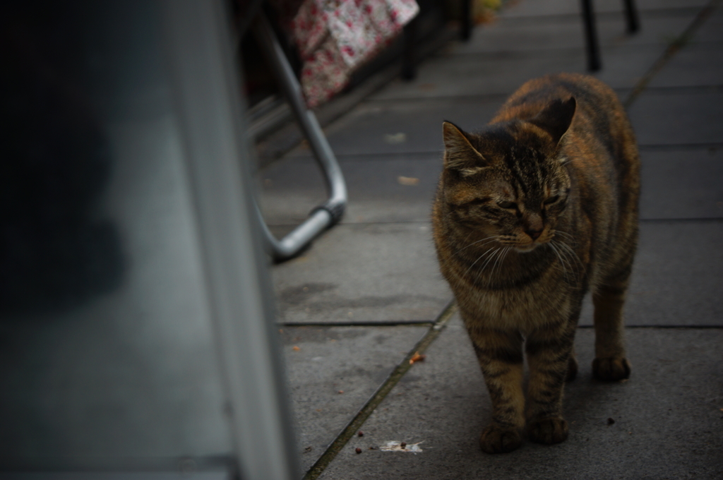 ストリート・猫