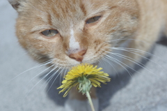 dandelion