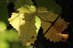 autumn color**