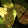 autumn color**