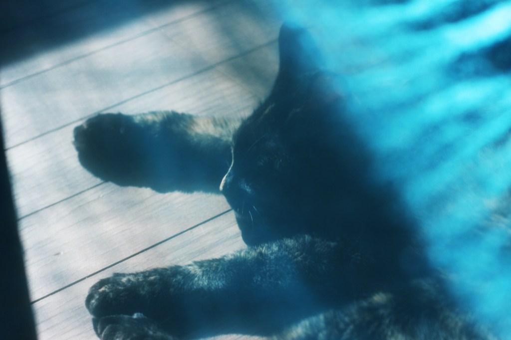 a blue doze