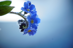 forget-me-not**