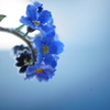 forget-me-not**