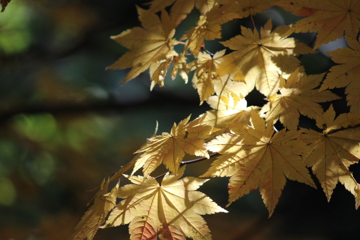 autumn color4