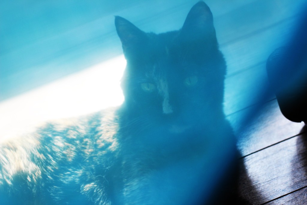 blue cat