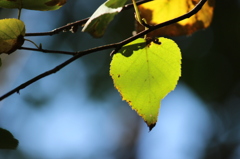autumn color****