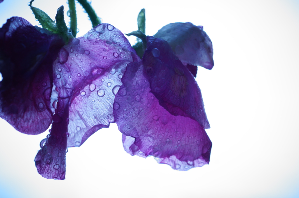 violet time