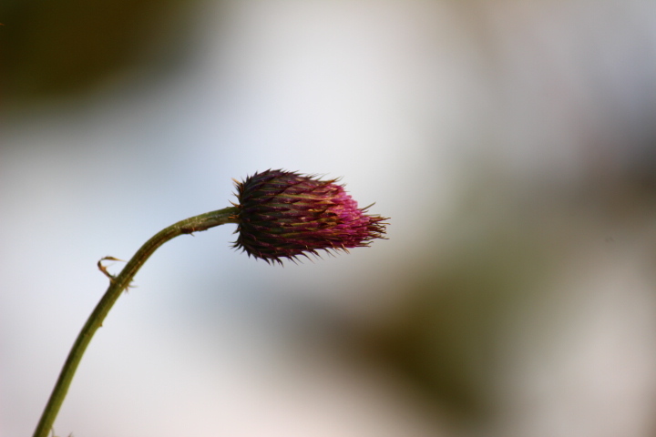 solitude