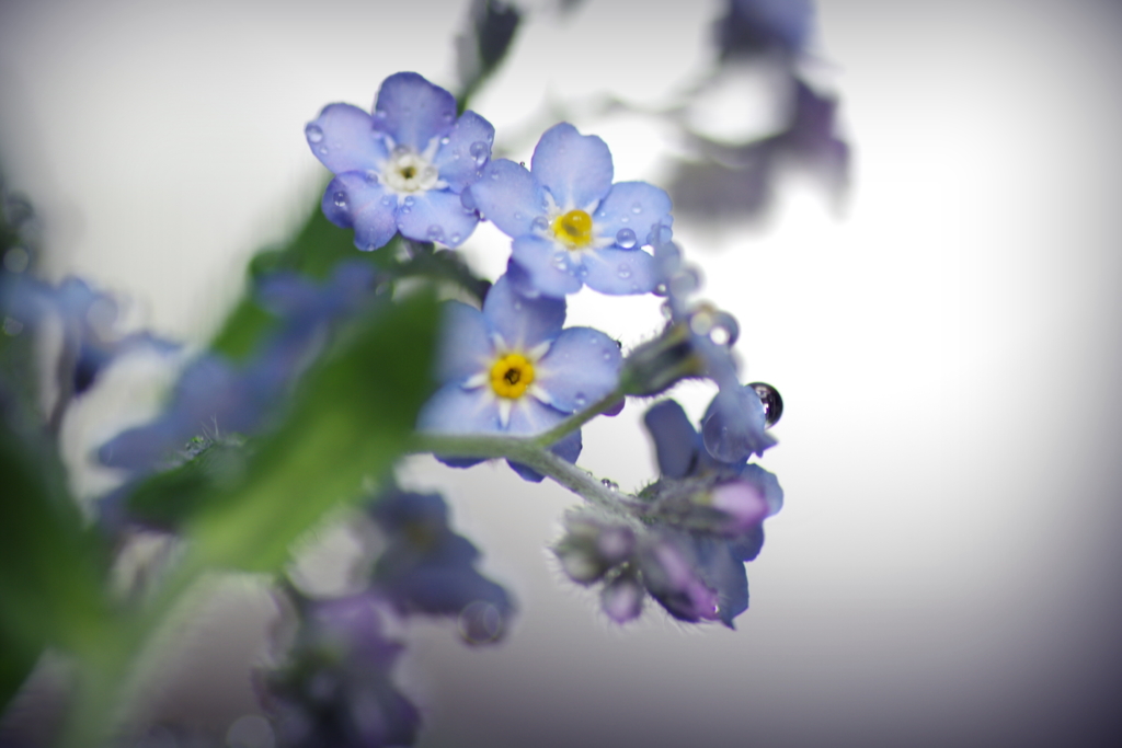 forget-me-not