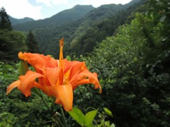 夏の野草