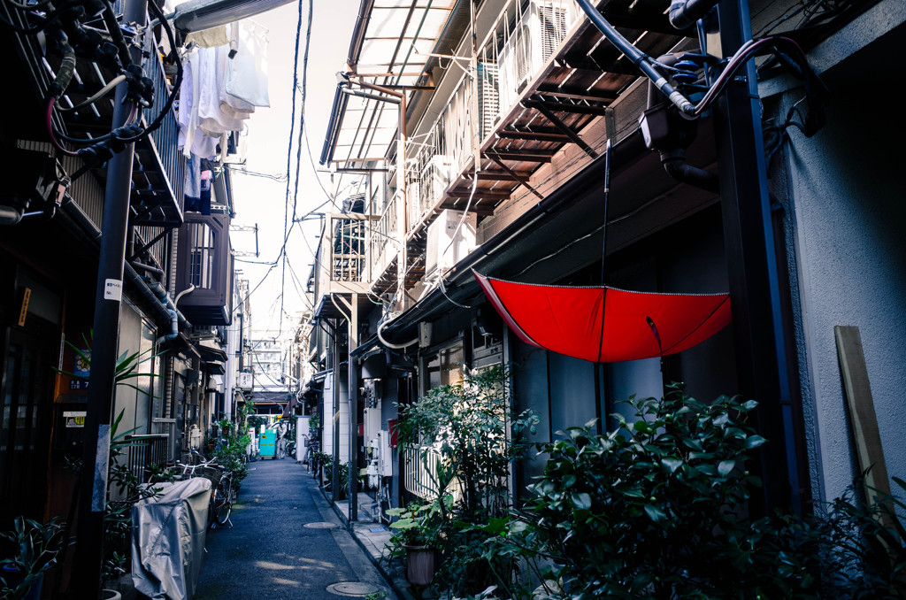 路地裏に咲く