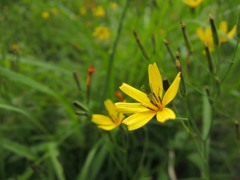 春の野草