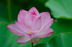 蓮の花とミツバチ