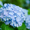 紫陽花