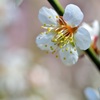 梅２