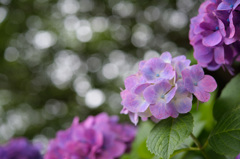 住吉自然公園の紫陽花２