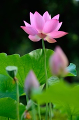 蓮の花2