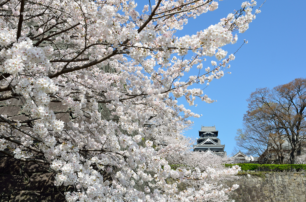 桜と熊本城