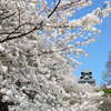 桜と熊本城