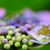 紫陽花と蜘蛛