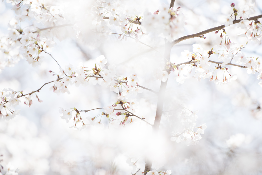 桜1