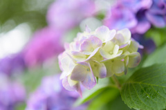 住吉自然公園の紫陽花３