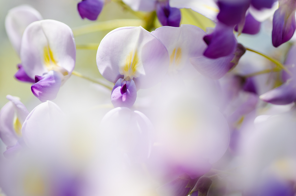 藤の花