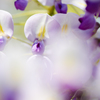 藤の花