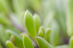 なにかの植物