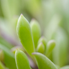 なにかの植物