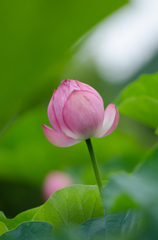 蓮の花1