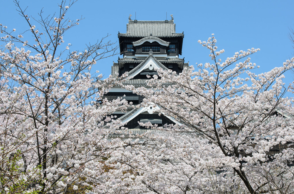 熊本城と桜