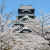 熊本城と桜