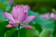 蓮の花4