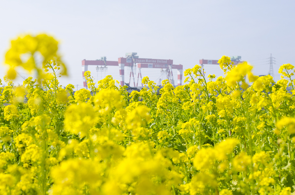 菜の花