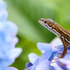 カナヘビと紫陽花