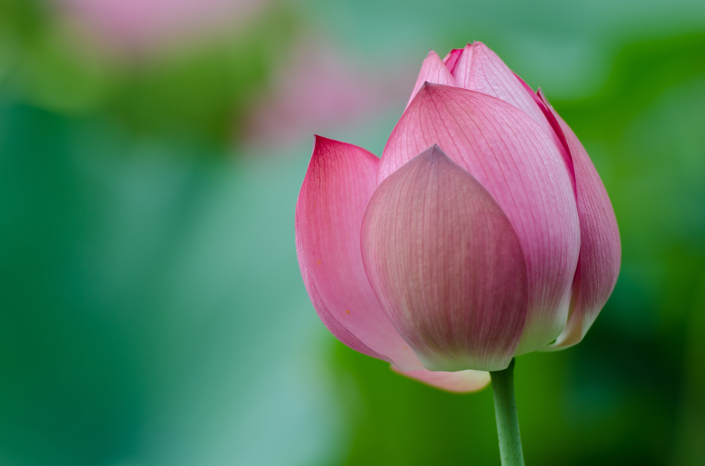 蓮の花