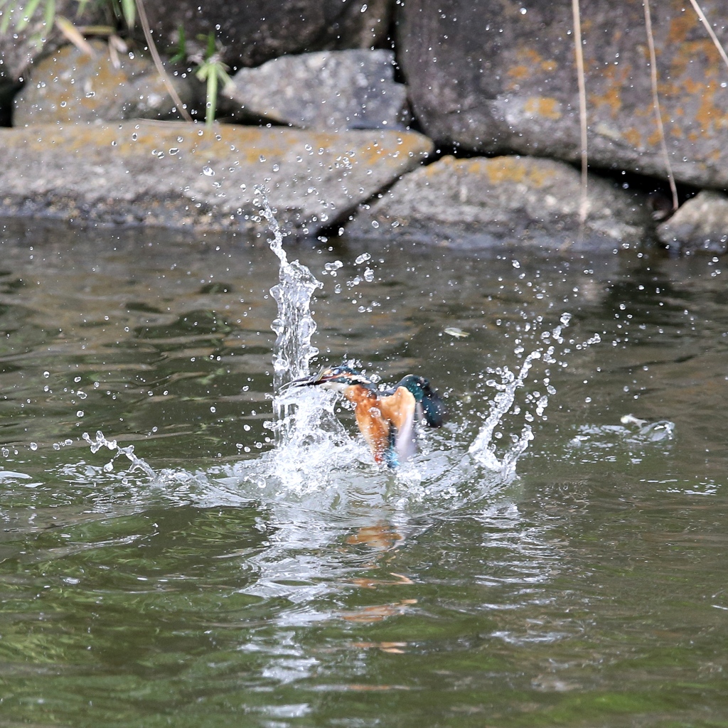 お魚ゲット　２－１