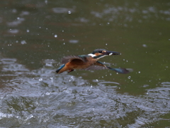 幼鳥が元気でした、の残り１